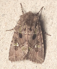 Lacinipolia renigera