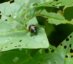 Labidomera clivicollis