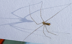 Pholcus opilionoides