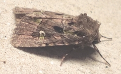 Lacinipolia renigera