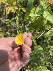 Hieracium umbellatum