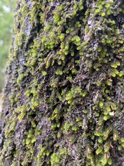 Hedwigia ciliata