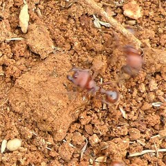 Pogonomyrmex barbatus