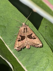 Phlogophora periculosa