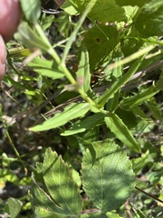 Hieracium umbellatum