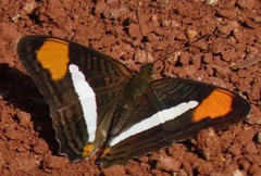Adelpha