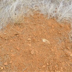 Pogonomyrmex barbatus