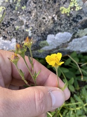 Geum rossii