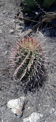Ferocactus recurvus