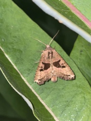 Phlogophora periculosa