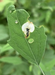 Chrysoesthia sexguttella