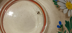 Pholcus opilionoides