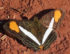 Adelpha