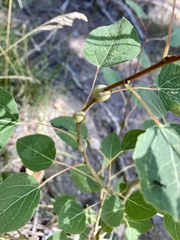 Euhexomyza schineri
