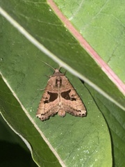 Phlogophora periculosa