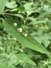 Chrysoesthia sexguttella