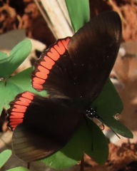 Biblis hyperia