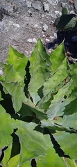 Agave potatorum
