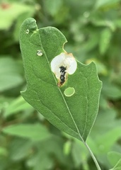 Chrysoesthia sexguttella