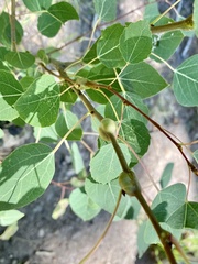 Euhexomyza schineri