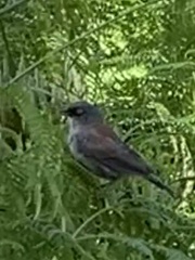 Junco phaeonotus