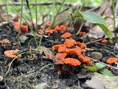 Cantharellus cinnabarinus