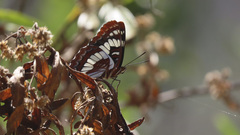 Limenitis lorquini