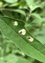 Chrysoesthia sexguttella