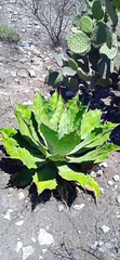 Agave potatorum