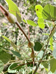 Euhexomyza schineri
