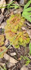 Drosera whittakeri