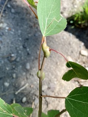 Euhexomyza schineri