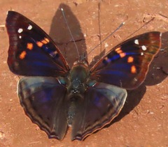 Doxocopa agathina