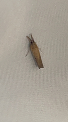 Fissicrambus mutabilis