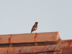 Acridotheres tristis