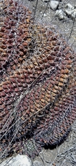 Mammillaria karwinskiana karwinskiana