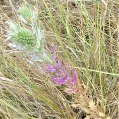 Eryngium leavenworthii