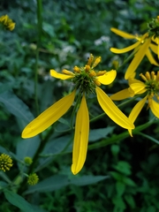 Verbesina alternifolia