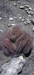 Mammillaria karwinskiana karwinskiana