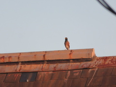 Acridotheres tristis