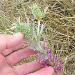 Eryngium leavenworthii