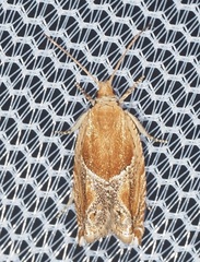 Ancylis comptana