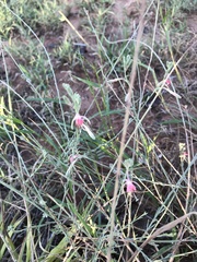Oenothera