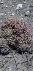 Mammillaria karwinskiana karwinskiana