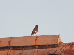 Acridotheres tristis