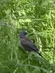 Junco phaeonotus