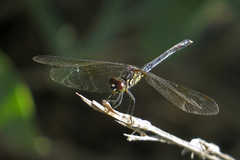 Erythrodiplax berenice