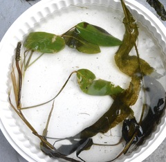 Potamogeton amplifolius