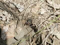 Sphecidae