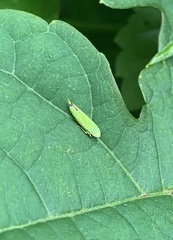 Graphocephala versuta